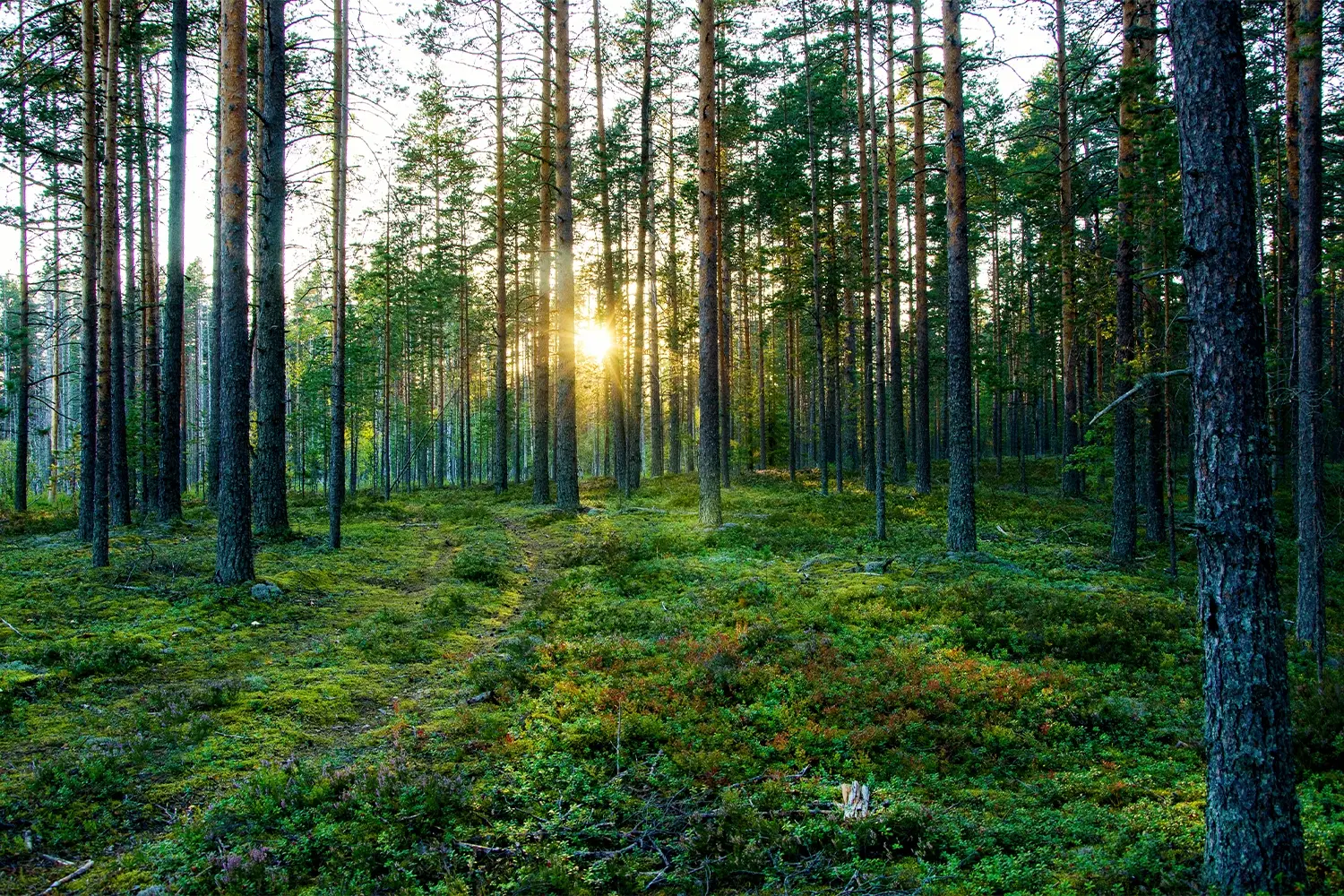 Sustainable sourced wood